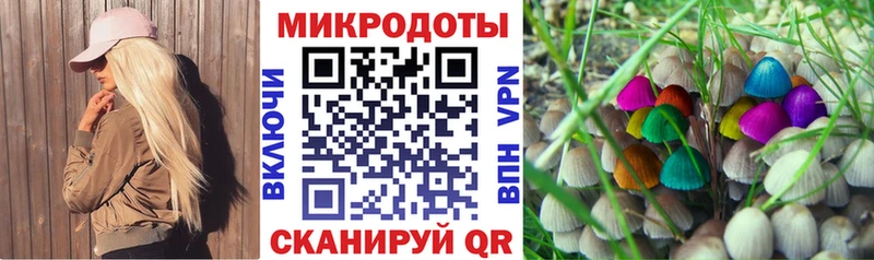 Псилоцибиновые грибы Psilocybine cubensis Калининград