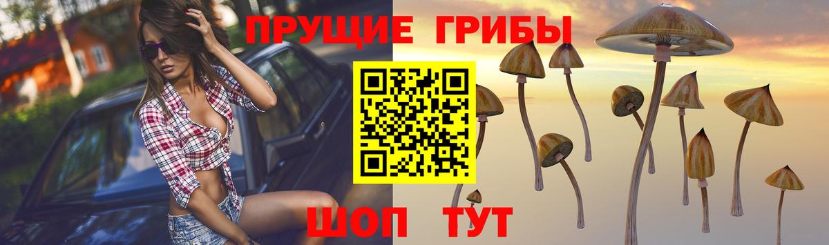 Галлюциногенные грибы Psilocybe  где купить наркоту  Калининград 